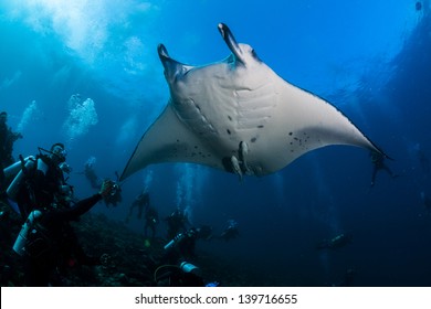 Manta Ray Over Diver In Maldives