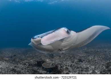 Manta Ray Passes By At Manta Point