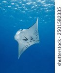 A manta ray passing by a diver in Maupiti, French polynesia