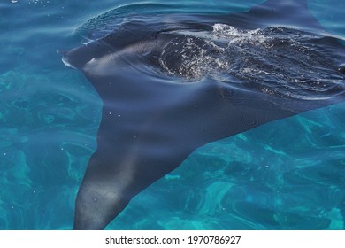 Manta Ray, Manta Point, Komodo National Park