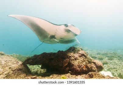 Manta Ray Manta Point, Nusa Penida