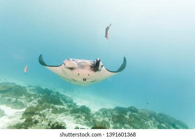 Manta Ray Manta Point, Nusa Penida