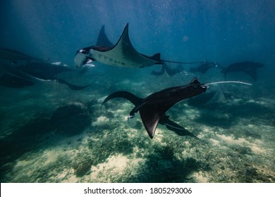 Manta Ray Point. Nusa Penida. Flores. Tropical Paradise. Labuan Bajo. Underwater Photo, Blue Lagoons, Coral Reefs. A Group Of Stingrays Swims Underwater. Wild Animal World. Blue Water