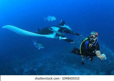 Manta Ray And Scuba Diver