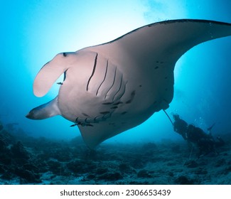 Manta Ray in South Ari Atoll Maldives - Shutterstock ID 2306653439