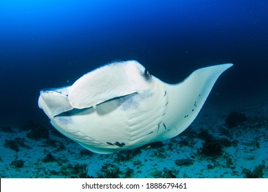 Manta Ray Spreading Wing Like Fins Stock Photo 1888679461 | Shutterstock