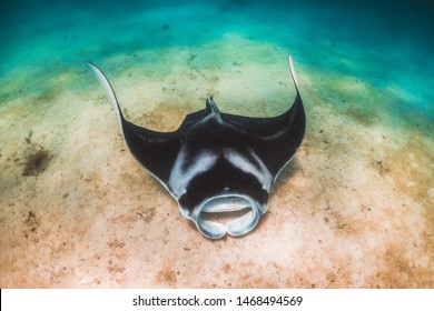 Manta Ray Swimming Along The Sandy Sea Bed