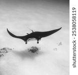 A manta ray swimming in blue water