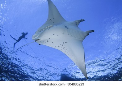 MANTA RAY SWIMMING CLOSE TO SURFACE WITH FREE DIVER