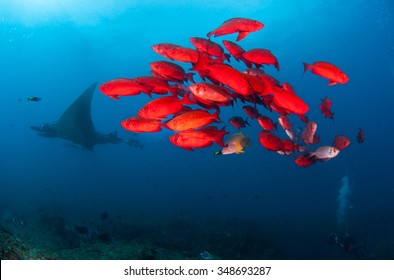 A Manta Ray Swimming Far Behind A Group Of Bright Red Fish