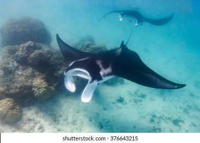 Manta ray swimming in the ocean in French Polynesia