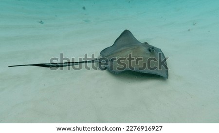 Manta ray swimming on the bottom of the ocean in blue water showing its full size