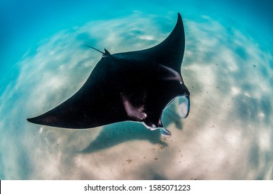 Manta Ray swimming peacefully in the wild along the sea bed