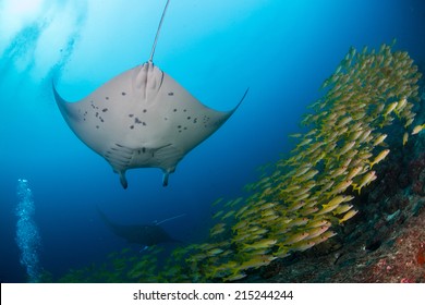 Manta Ray Underneath With Yellow Fish And Blue Background In Maldives Indian Ocean