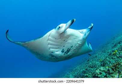 Manta ray underwater. Big manta ray swims underwater. Manta ray in underwater world. Manta ray underwater view - Shutterstock ID 2209641379