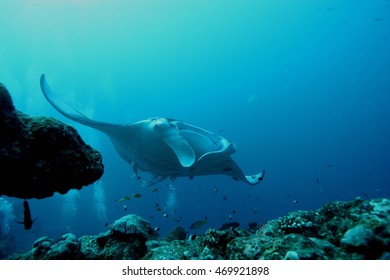 Manta Ray Underwater Diving Photo Maldives Indian Ocean