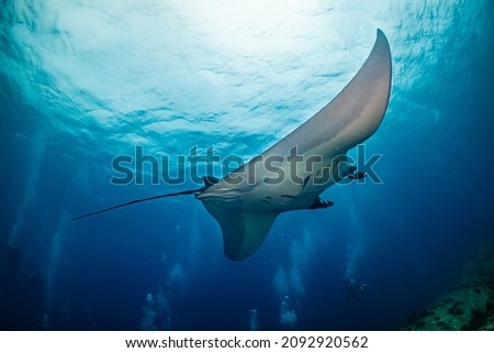 Is it manta ray is wonderful swiming in the sea