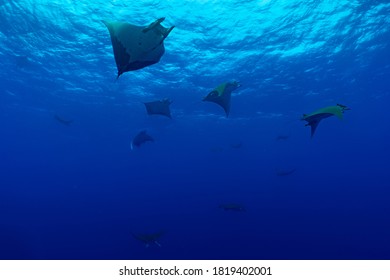 Manta Rays At Ambrosio In The Azores