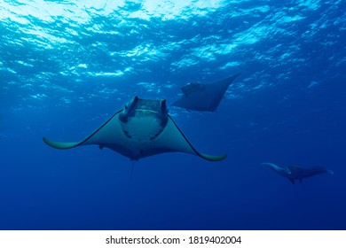 Manta Rays At Ambrosio In The Azores