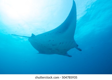 Manta Rays In Baa Atoll