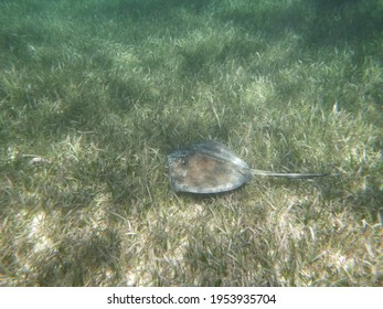 Manta Rays At The Belize Barrier Reef