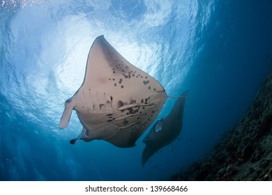 Manta Rays At Cleaning Station In Maldives