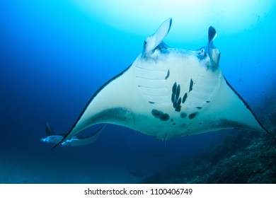 Manta Rays During A Mating Aggregation In Komodo Nationalpark In Indonesia