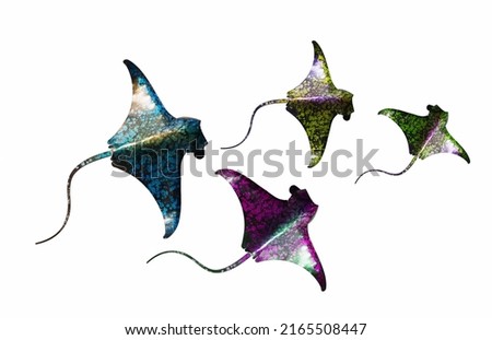 Manta rays isolated. It is the largest stingray in the world.