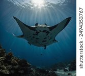 Manta rays are large, graceful sea creatures known for their distinctive, wing-like pectoral fins that resemble a manta (blanket) spread out. They belong to the genus Manta and are found in tropical.