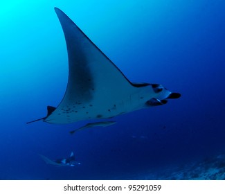 Manta Rays, Maldives