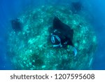 Manta rays in the ocean. Pictures were taken near Bali.