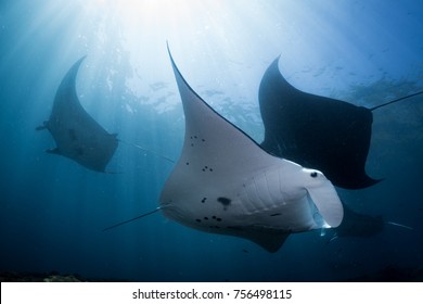 Manta Rays In Manta Point, Bali