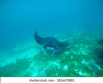 Manta Spotted At Manta Point Komodo Island