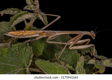 Mantid Insect Nymph Of The Genus Oxyopsis