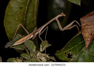 Mantid Insect Nymph Of The Genus Oxyopsis