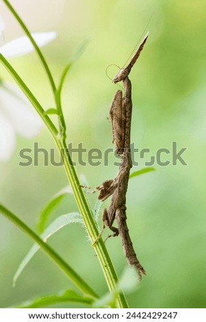 Mantid Phyllothelys werneri standing on a stem, Nan province, Thailand