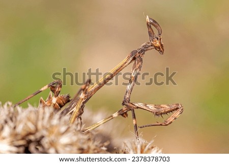 Mantide Empusa pennata - conehead mantis