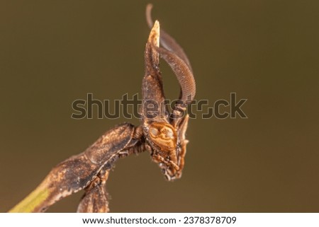 Mantide Empusa pennata - conehead mantis