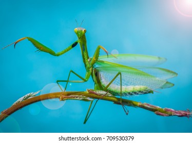 Mantis