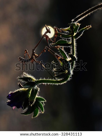 mantis