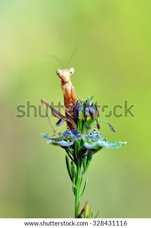 mantis