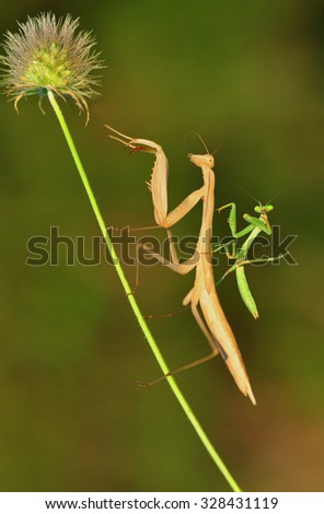 mantis