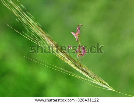 mantis