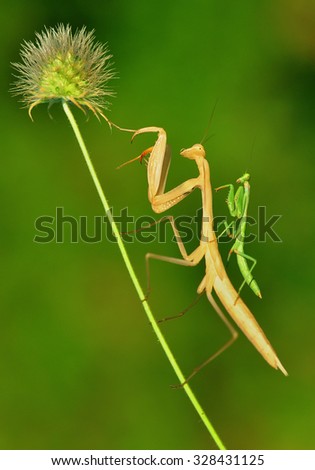 mantis
