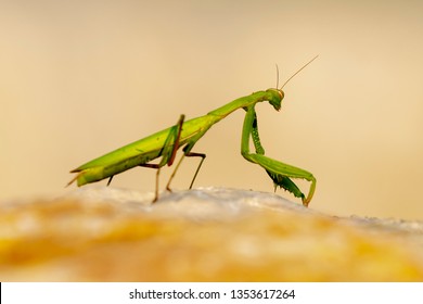 Mantis in Action