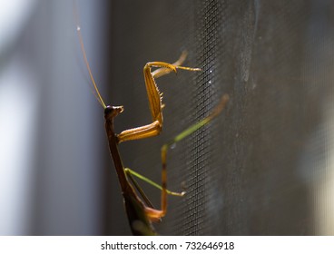 Mantis Attacks