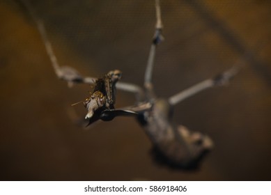 a mantis in a cage