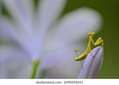 Mantis child and agapanthus flower close-up - Powered by Shutterstock