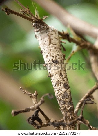 A mantis cocoon or egg hanging from a tree leaf
