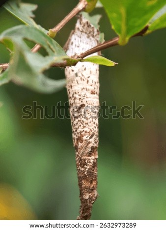 A mantis cocoon or egg hanging from a tree leaf
